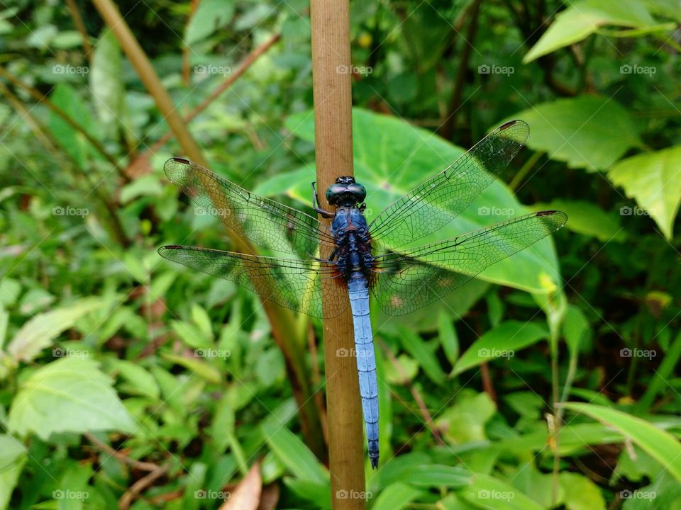 dragonfly