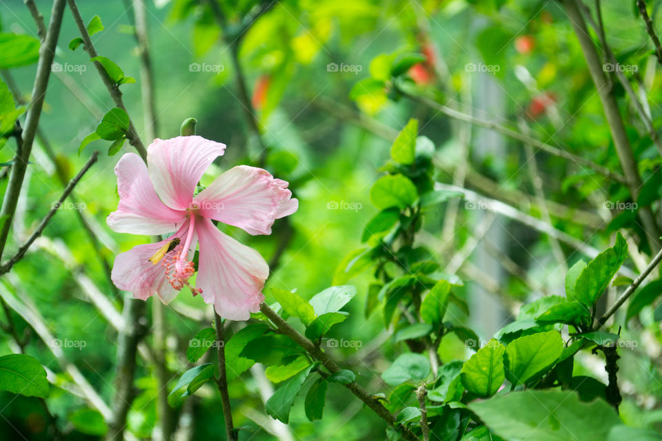 Nature, Leaf, Flora, Flower, Garden