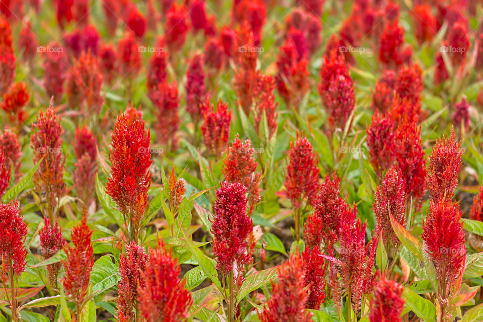 Blooming flowers in field