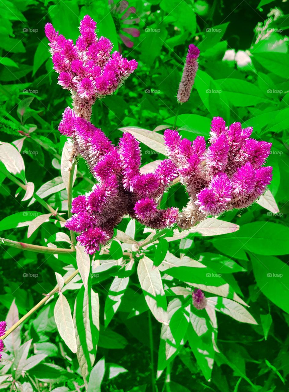 Celosia cristata ornamental plant, cock''s comb ornamental flower, purple - pink color, green leaf ornamental plant, front of house plant, used in pots, usually planted in city parks, road garden medians, plated in pots on city sidewalks
