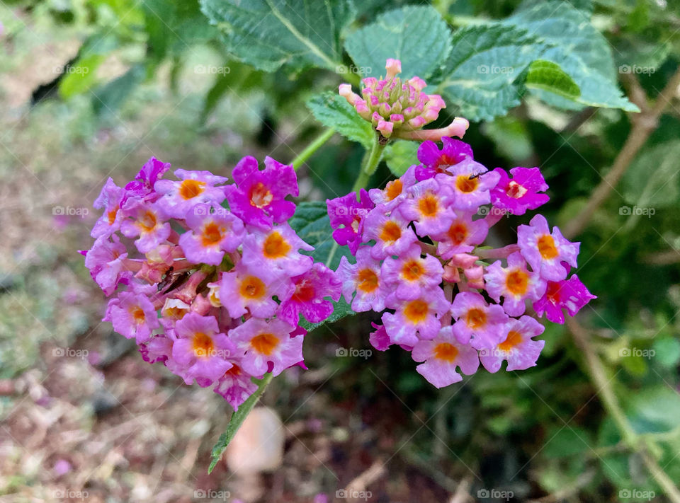 🌹 🇺🇸 Very beautiful flowers to brighten our day.  Live nature and its beauty. Did you like the delicate petals? / 🇧🇷 Flores muito bonitas para alegrar nosso dia. Viva a natureza e sua beleza. Gostaram das pétalas delicadas? 