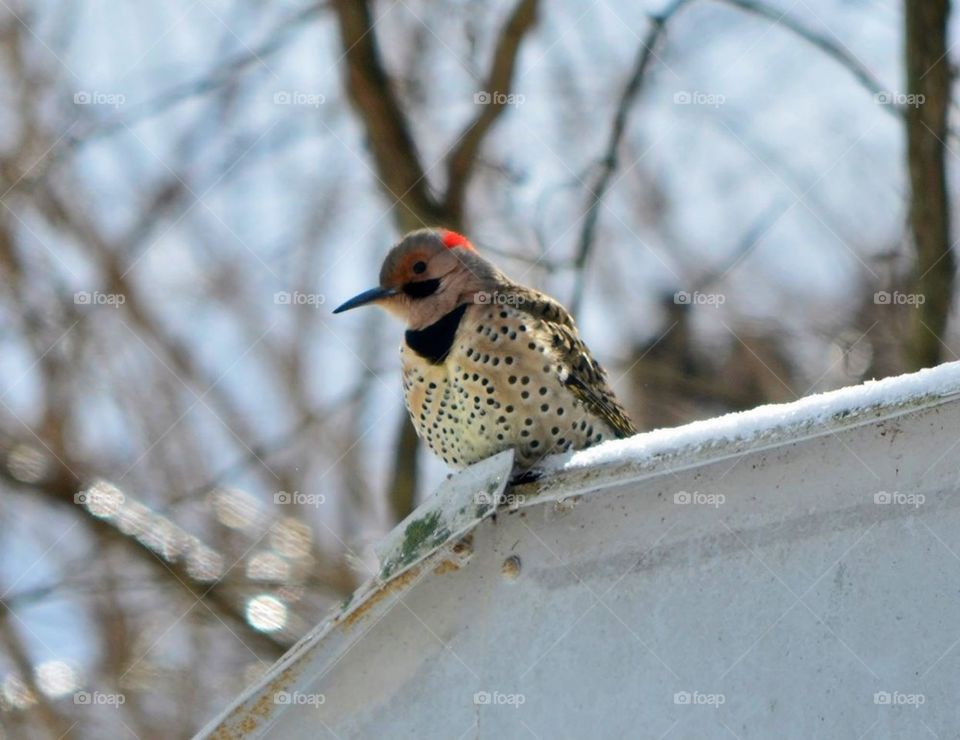 Northern flicker 