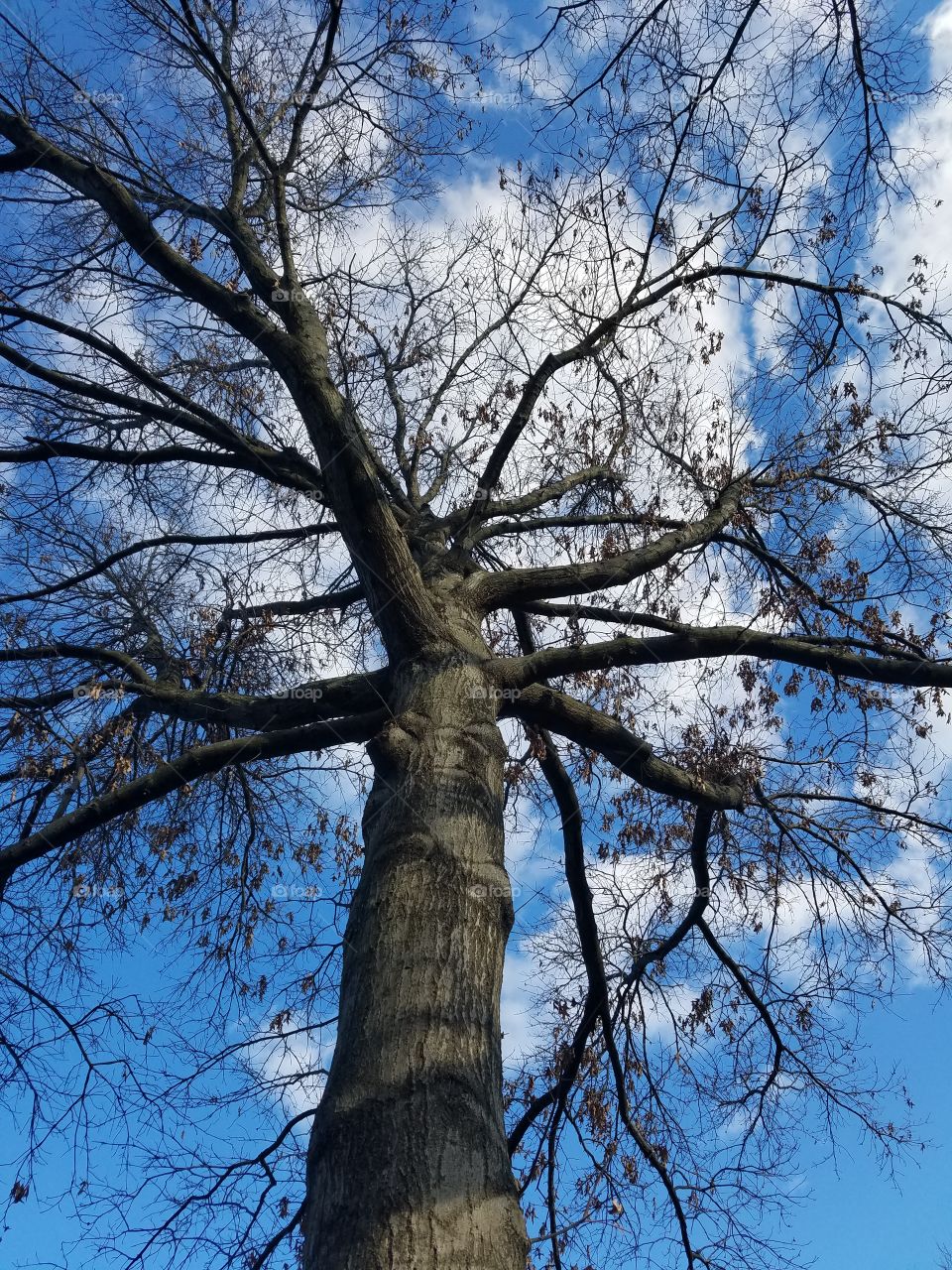 Tree against the open sky