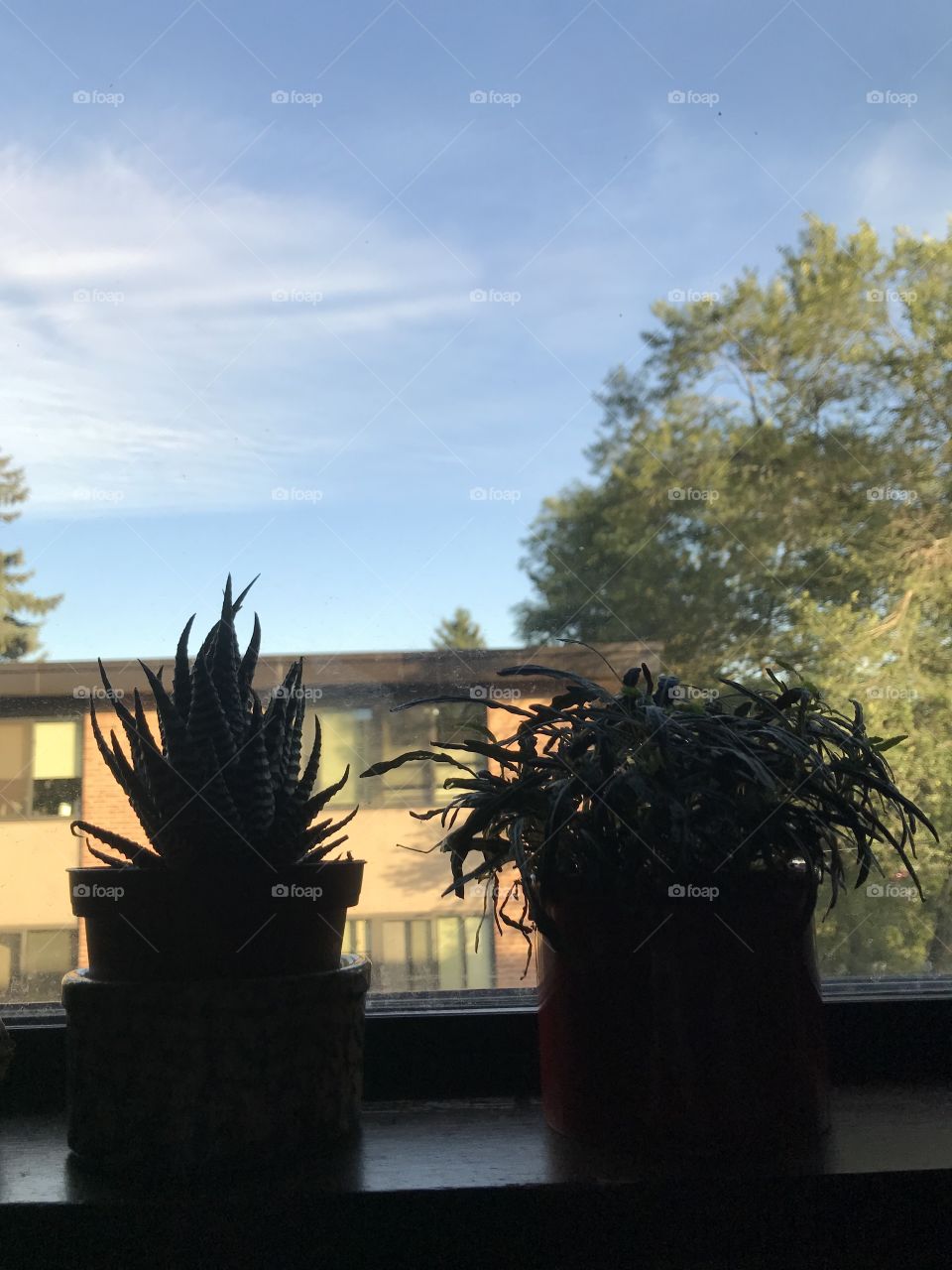 Succulent silhouette 