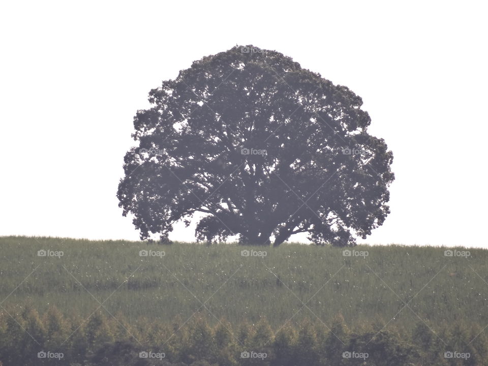 Tree zoom