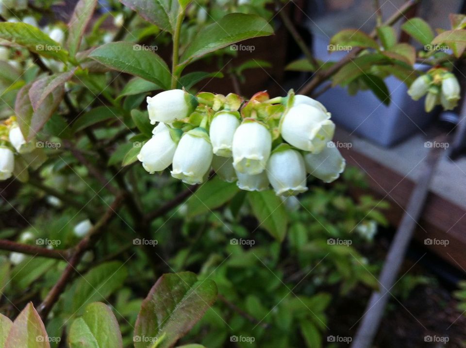 Blueberry flower