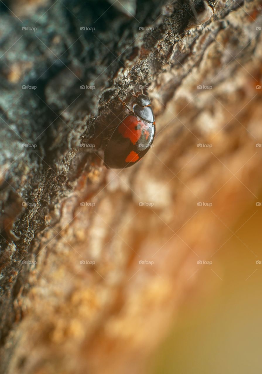 interesting nature we have, and endlessly rich