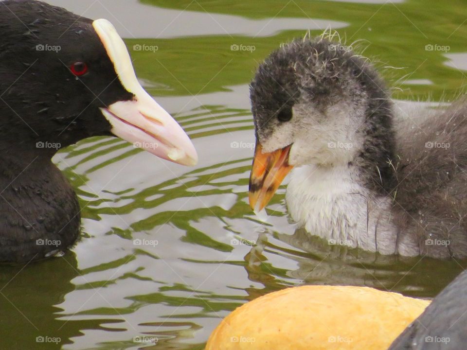 Die Natur der Vögel