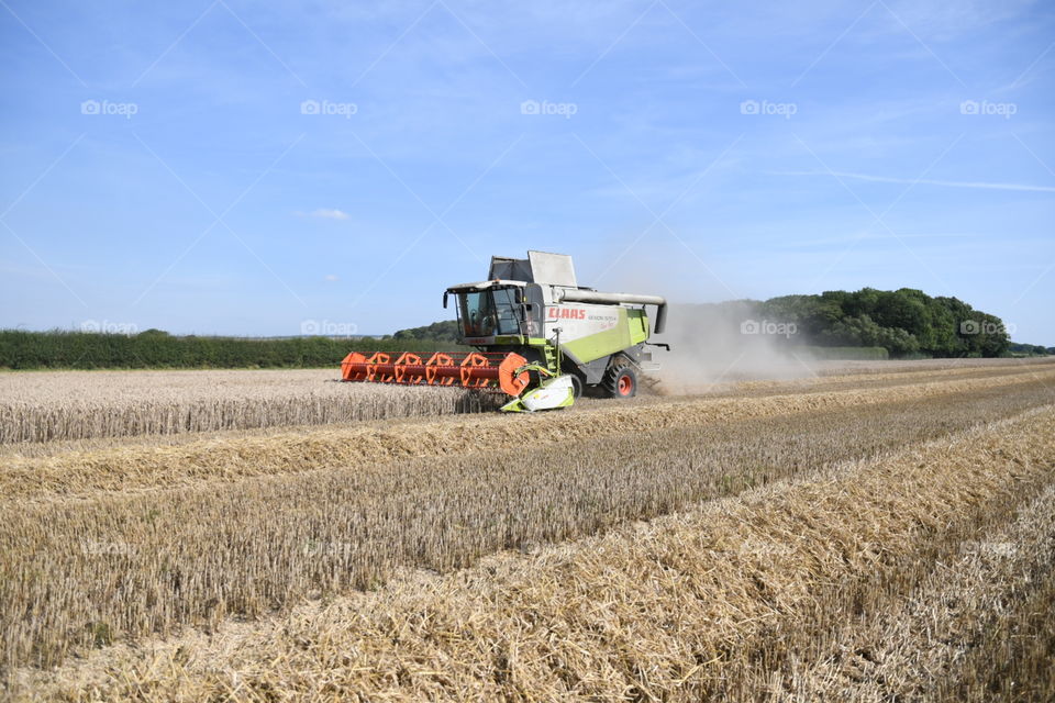 A combine harvester combining winter wheat 