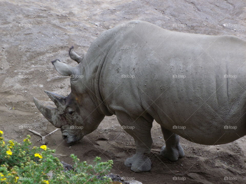 Rhino at Erie Zoo
