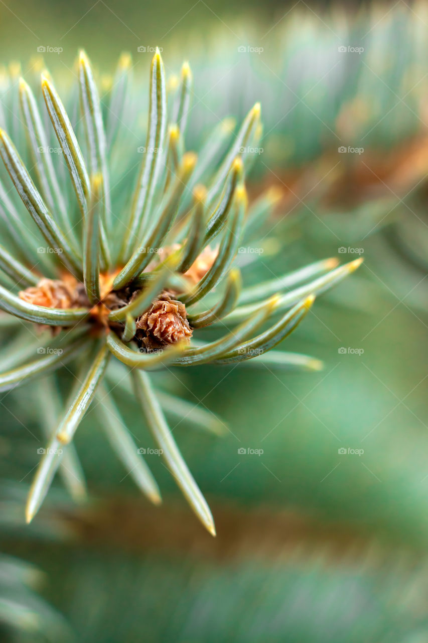 macro spruce