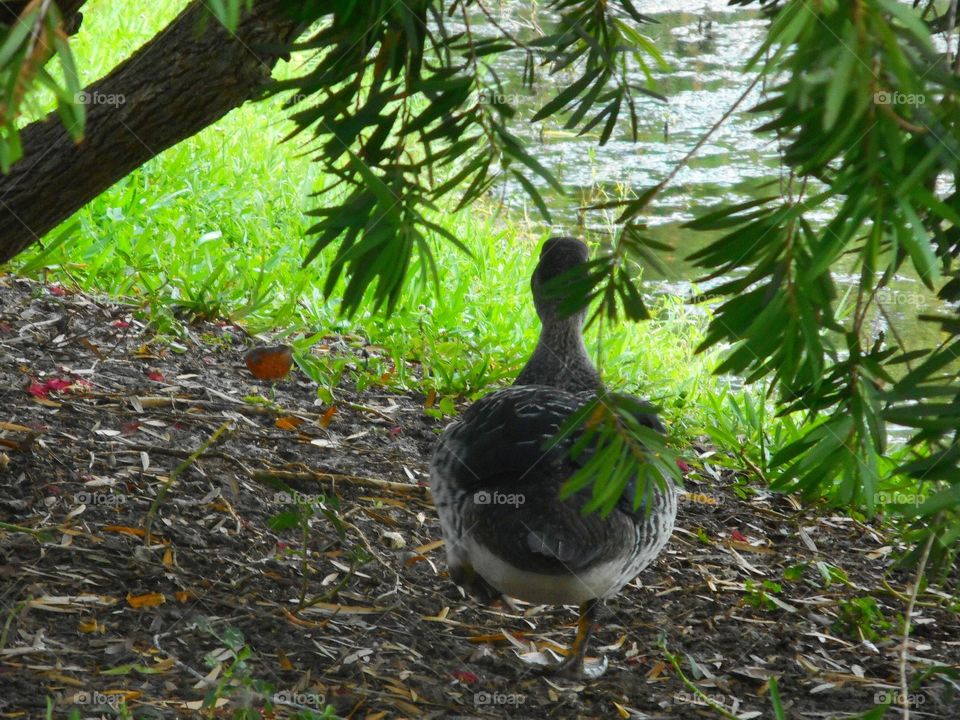 A photo from behind of a duck walking under a tree by the lake at Lake Lily Park in Maitland, Florida.