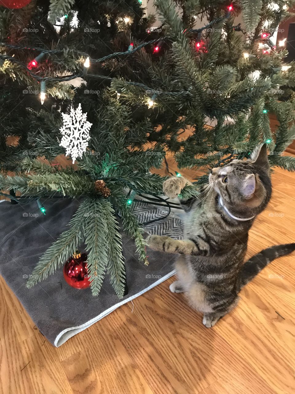 Kitten playing with Christmas tree