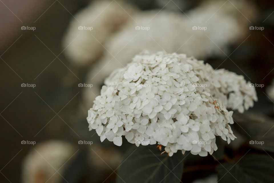 White hydrangea in a cloudy day