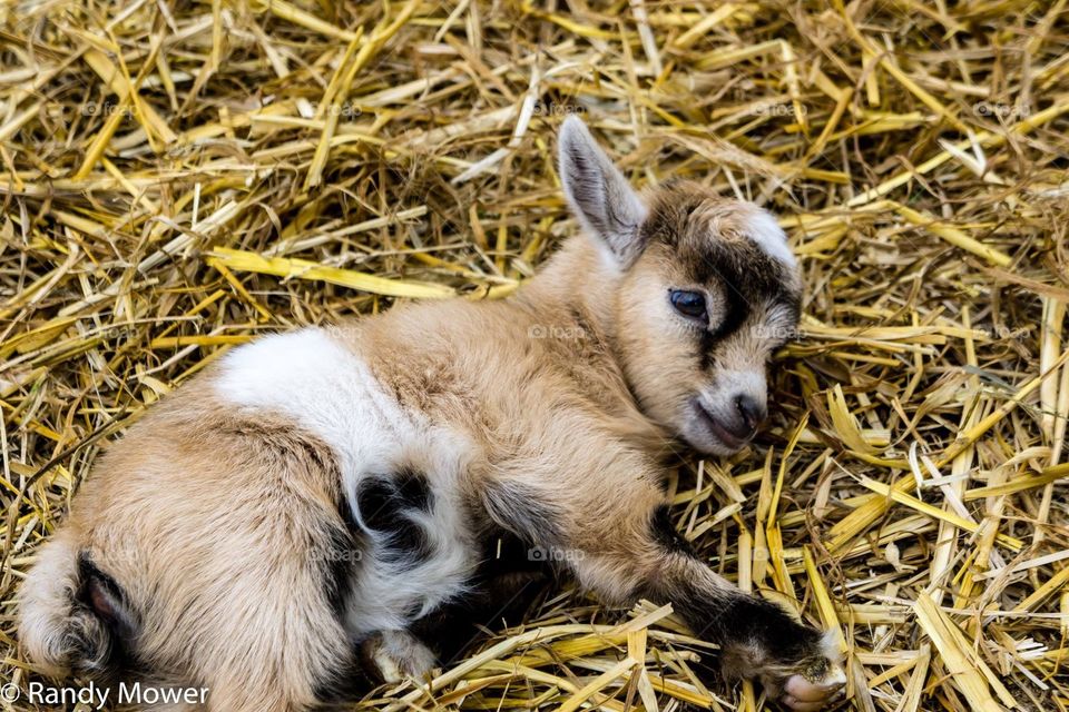 Baby goat