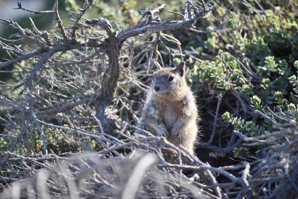 Squirrel in Brush