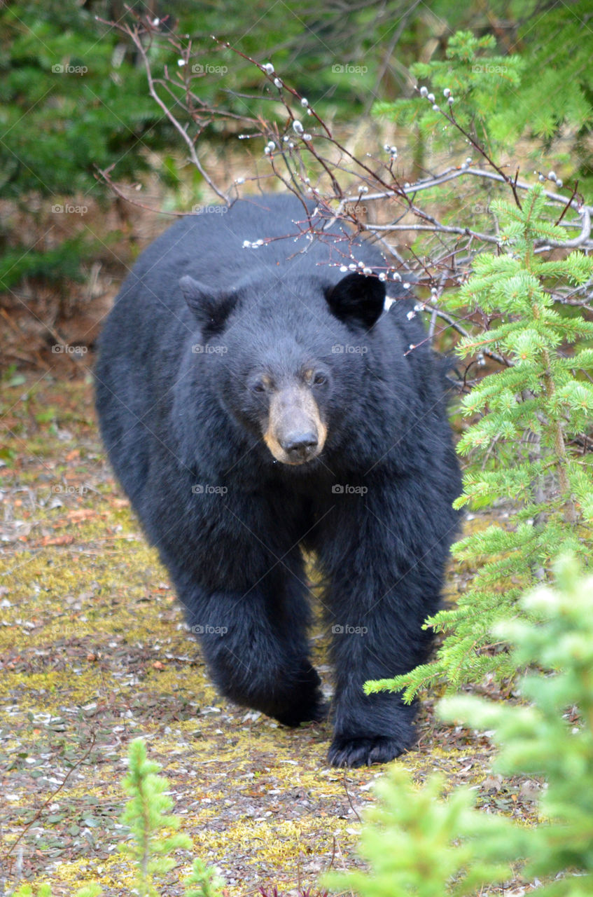 black bear in Banff National park