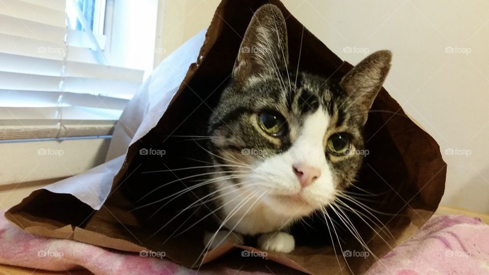 in the bag, cat
