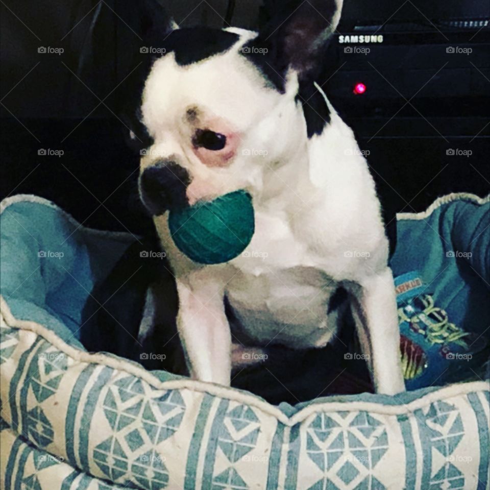 Boston terrier and her ball