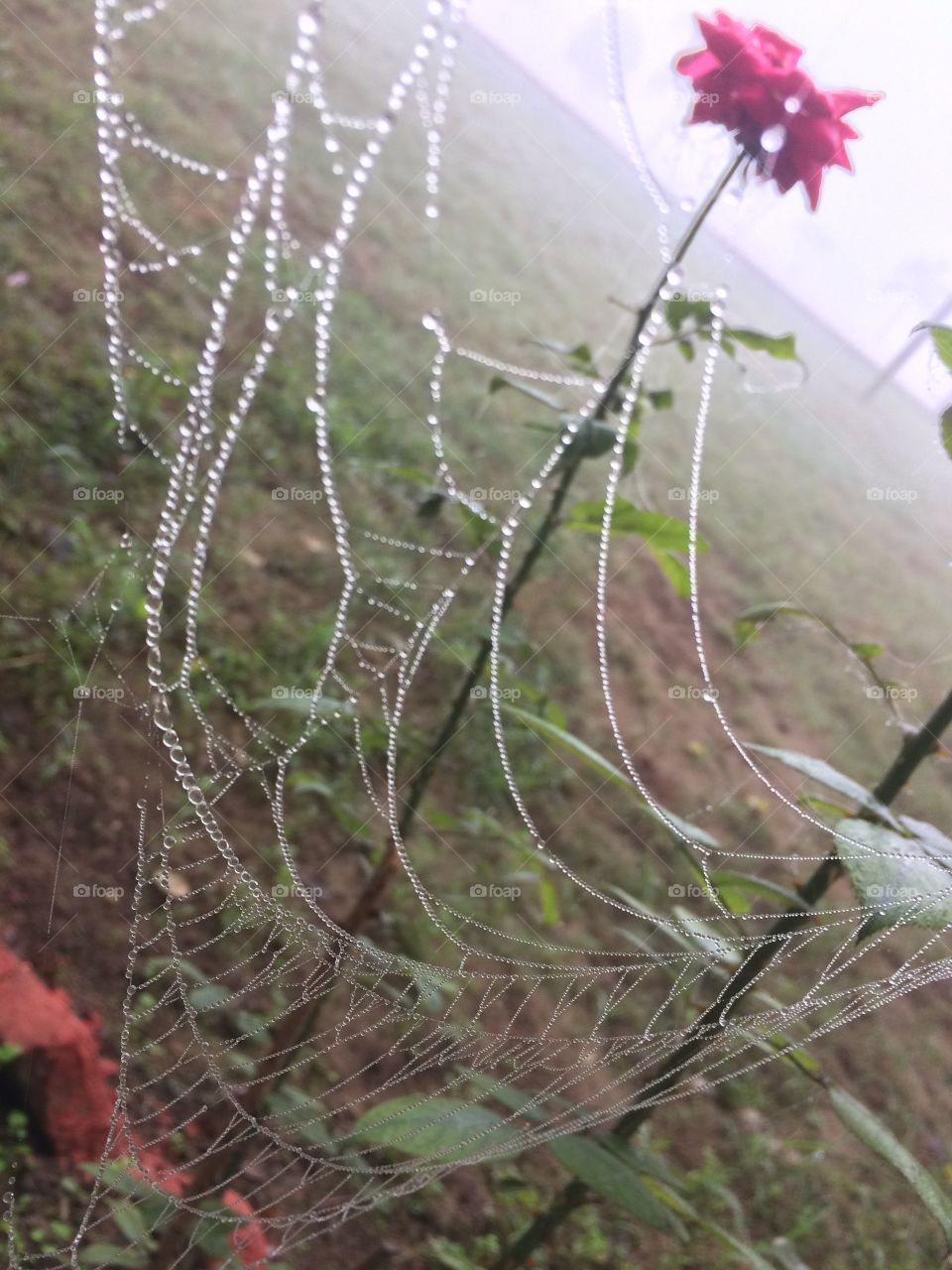 Water droplets on spiderweb