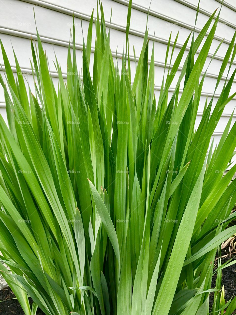 Tall Green Leaves