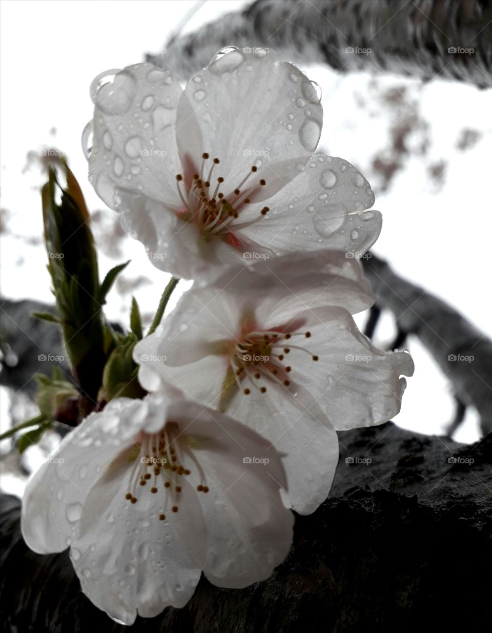 Lovely white flowers on the tree with raindrops.