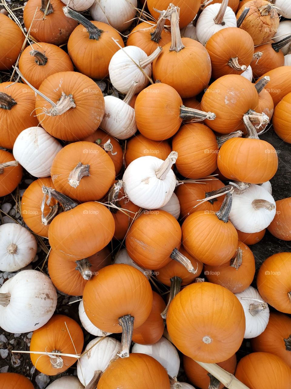 Orange and white small pumpkins