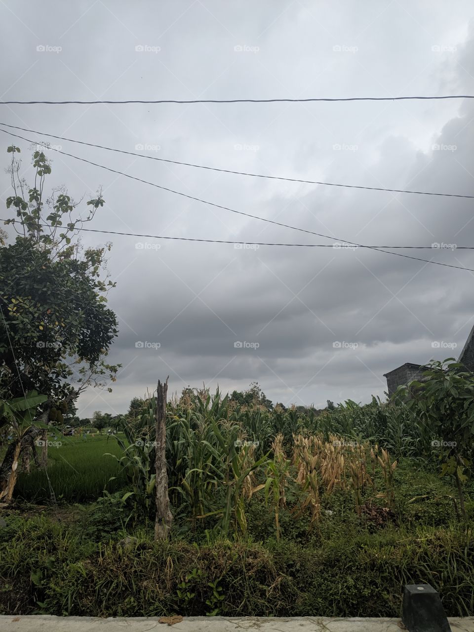 spacious yard in the village