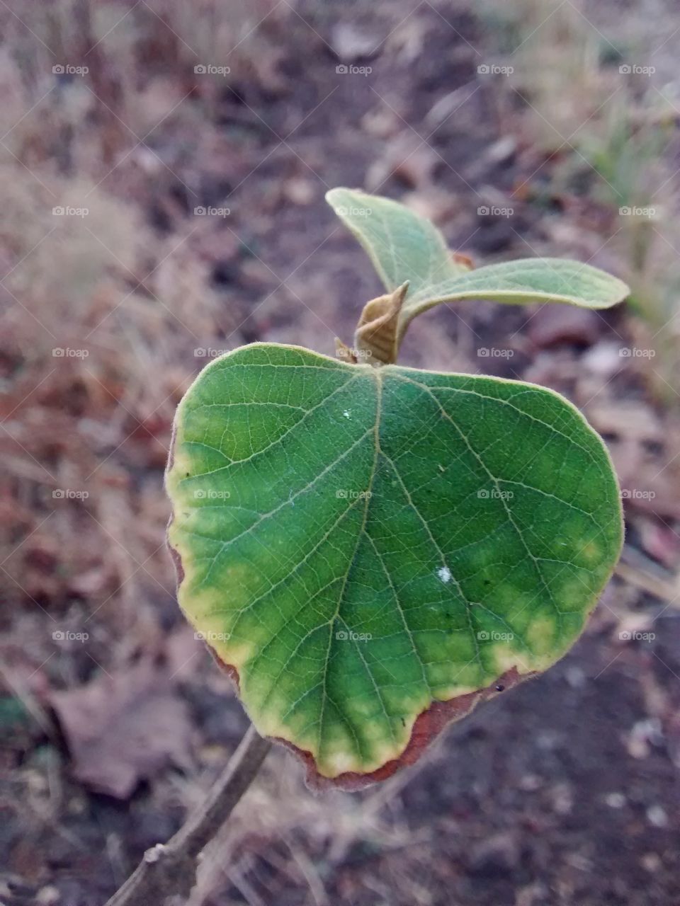 heart shape green leaf .life of 🌲