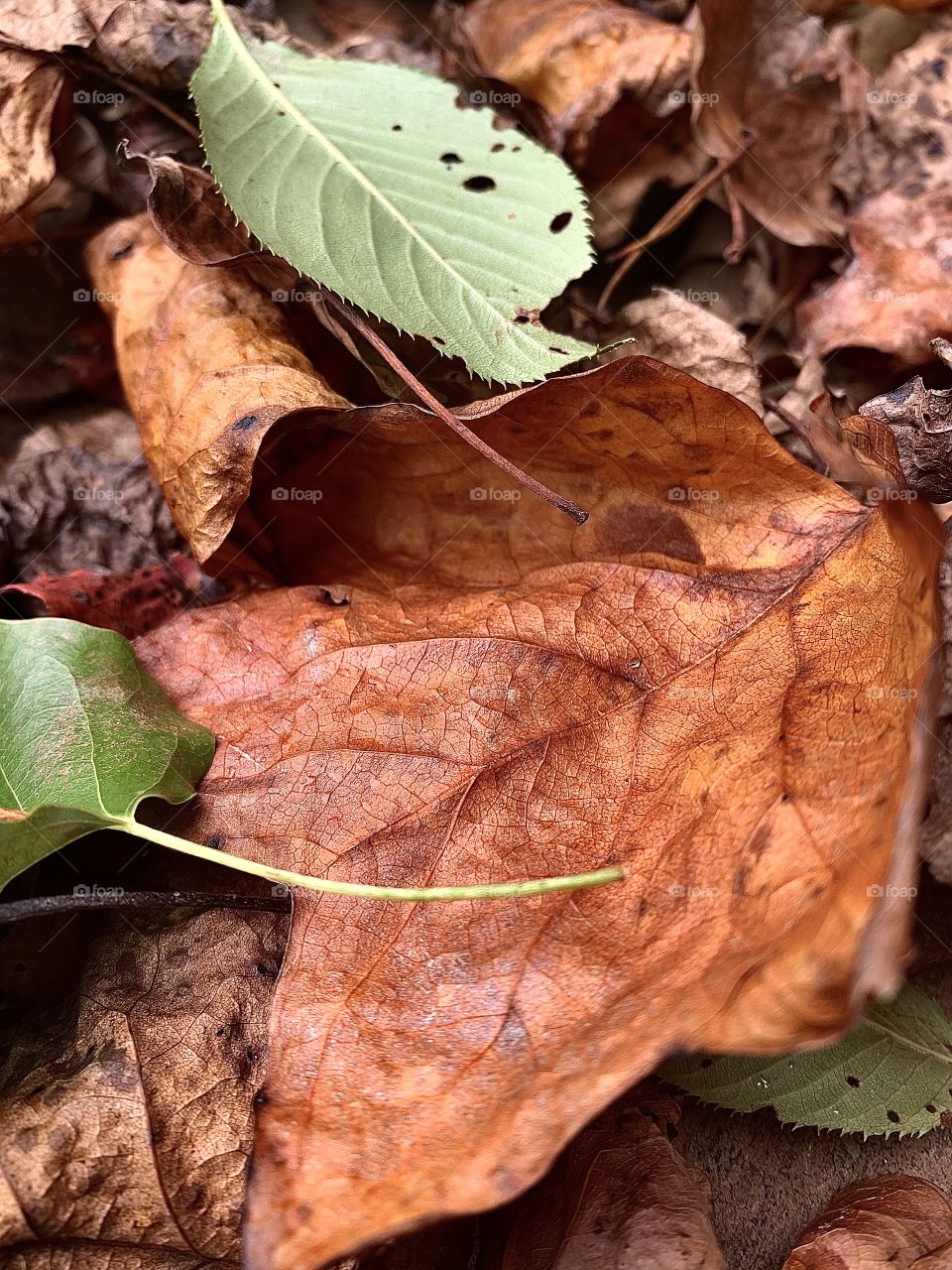 Macro crunchy leaf
