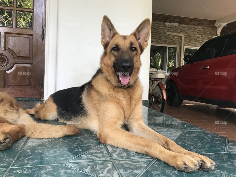 Hi human are you calling me?