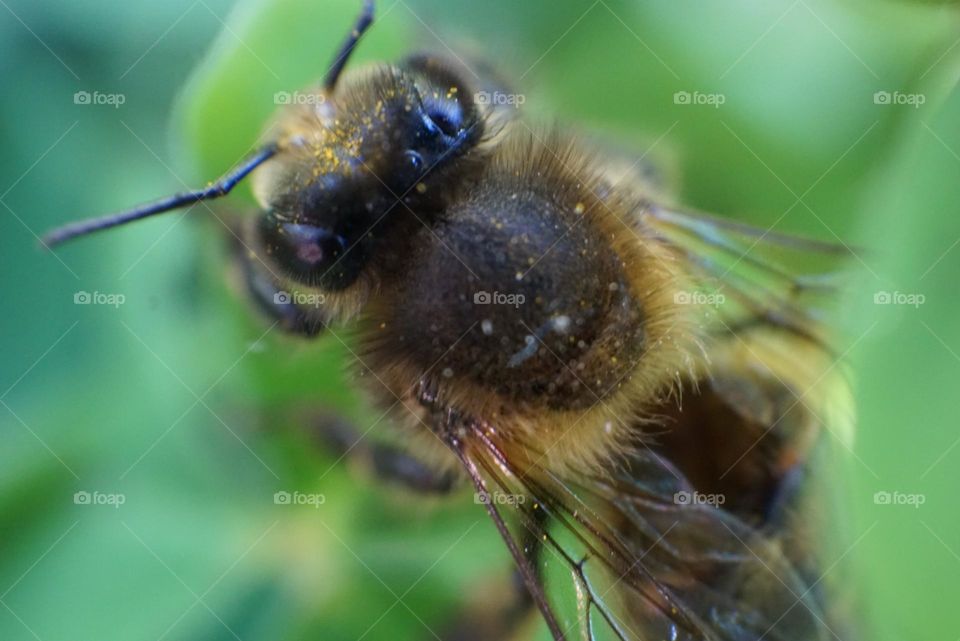 Bee#insect#macro#detail#nature