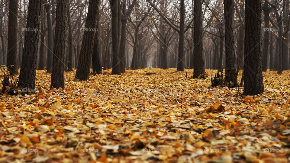 Forest with fallen leaves