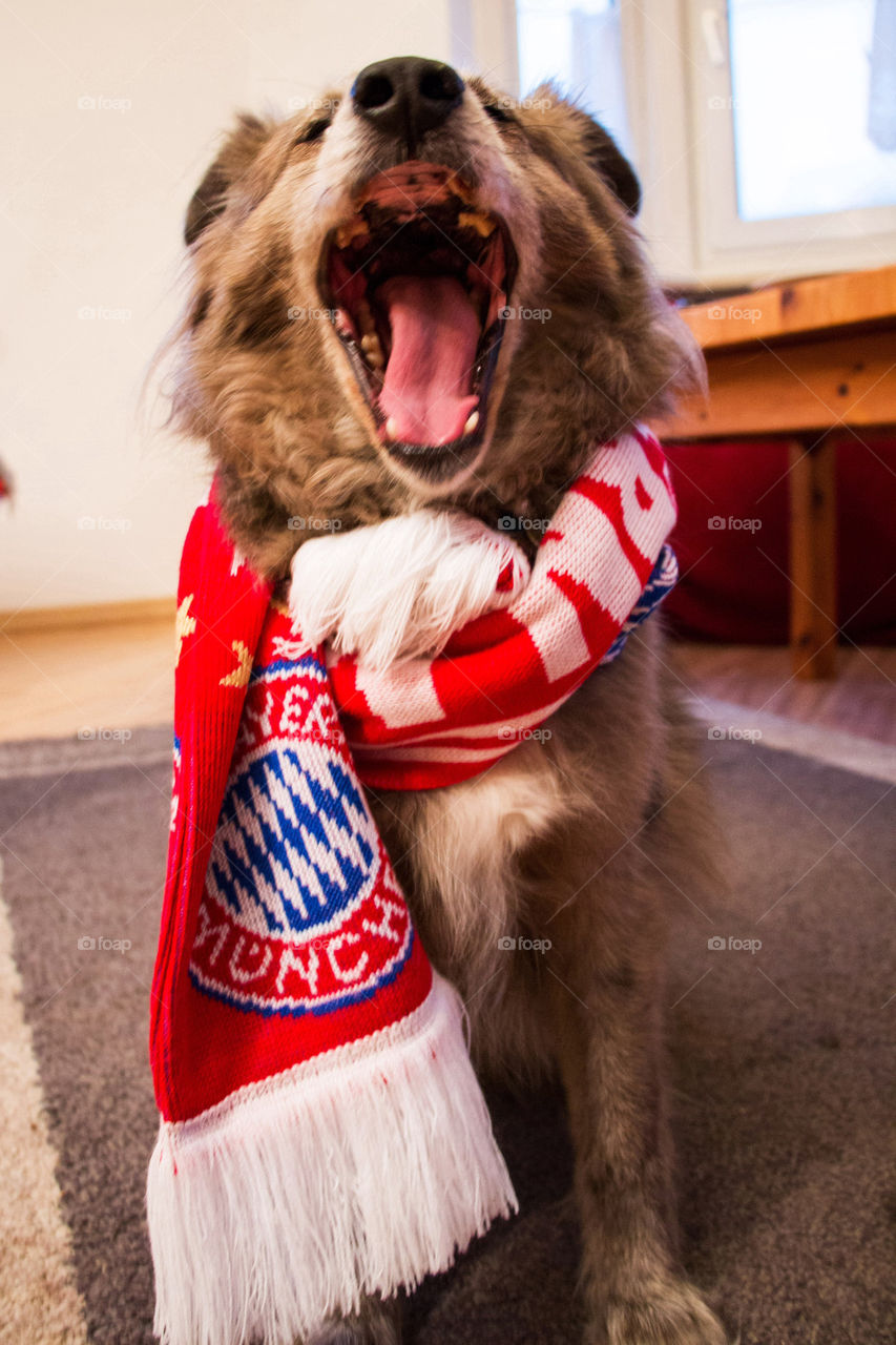 Fc bayern fan scarf