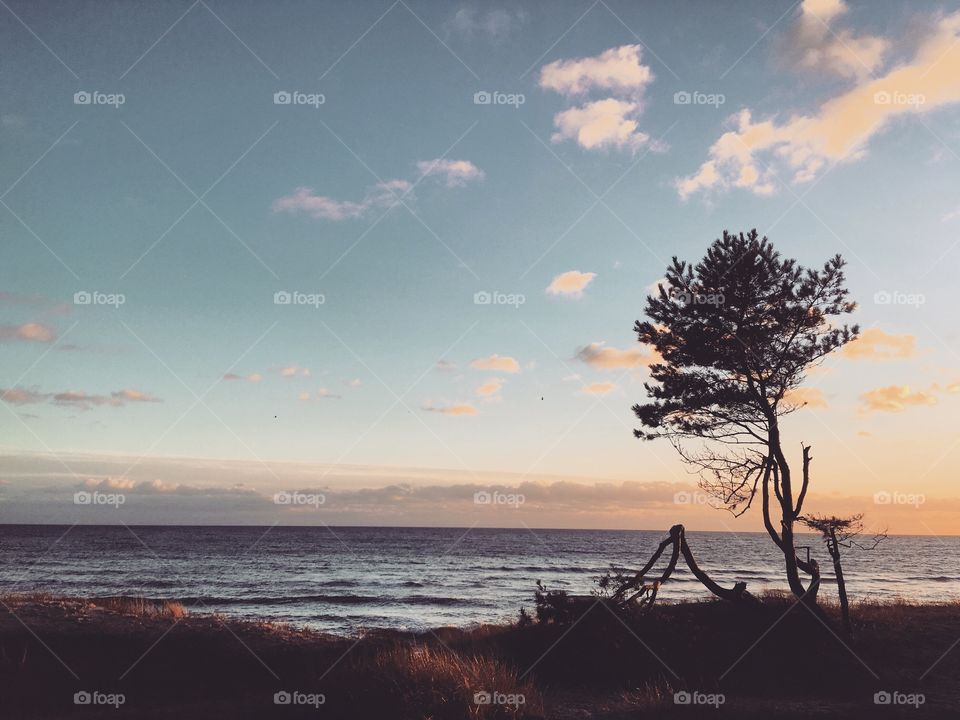 Silhouette of tree in sunset 