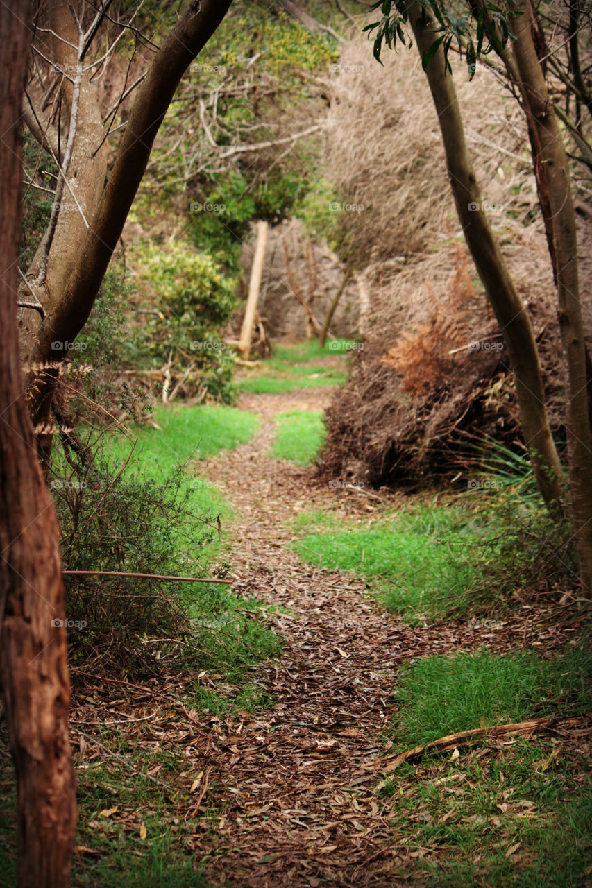 Grassy Path