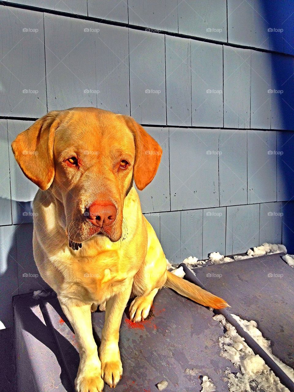 dog outdoors labrador retriever yellow lab by jmh