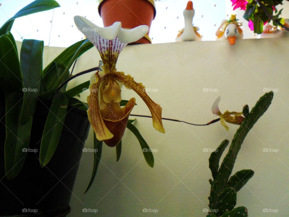 Orquídea "Sapatinhos" (Cypripedioideae)