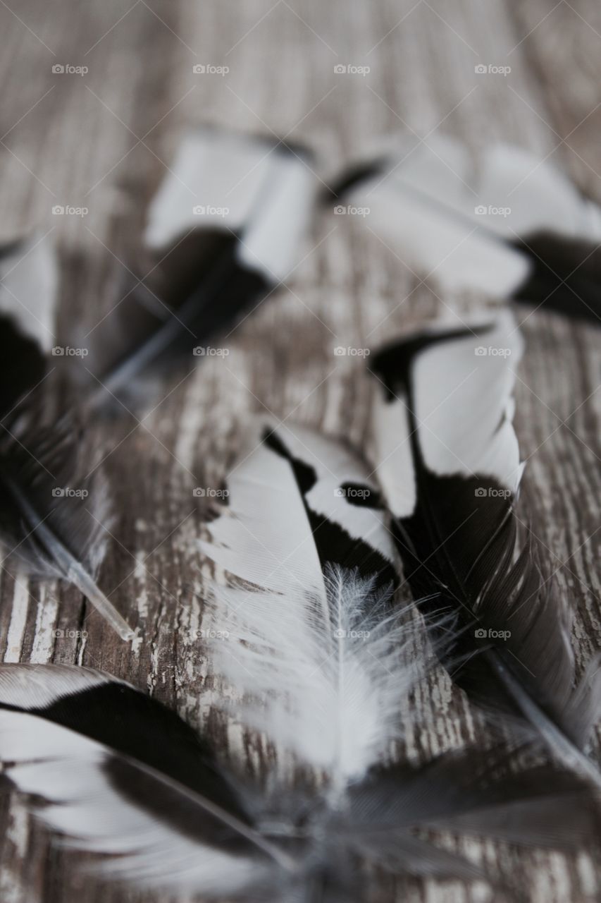 A scattering of Red-Headed Woodpecker feathers on a weathered wooden surface 