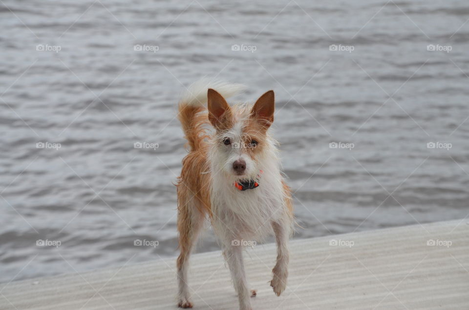 Dog by the Water. my pup enjoying  the lake