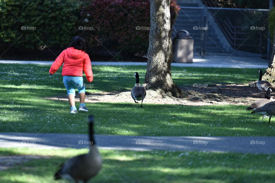 Kid playing with ducks in a park