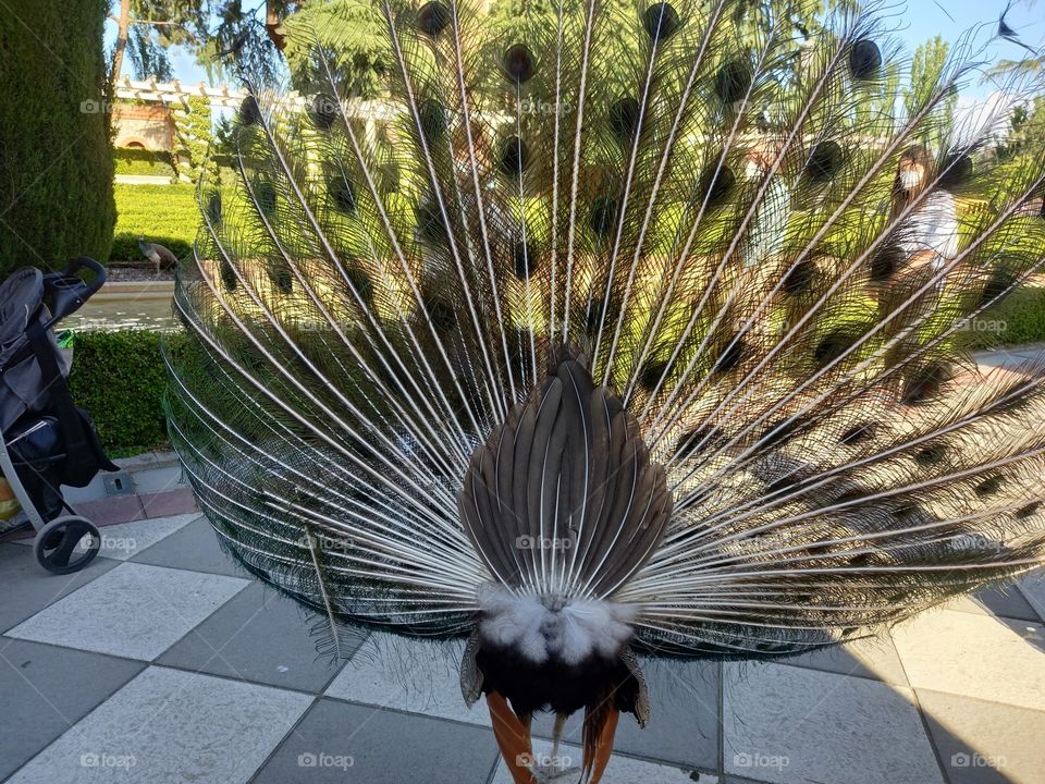 Peacock Peather from Back