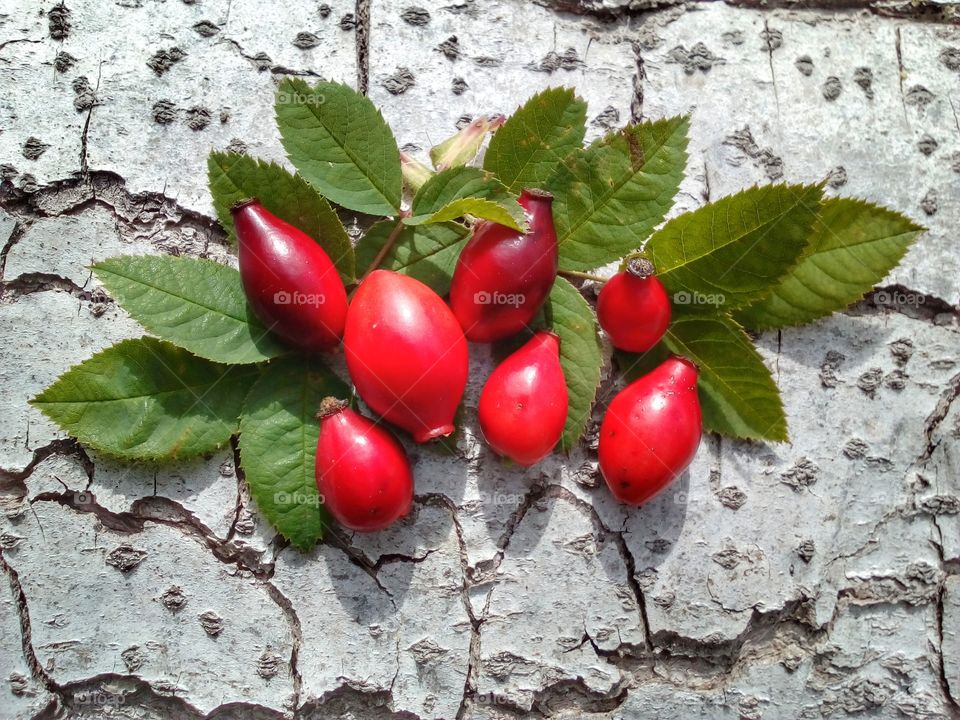 rosehips on the timber with green leaves and sunshine