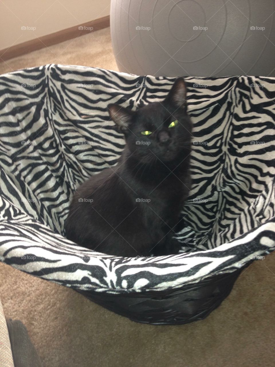 Black cat sitting in Basket