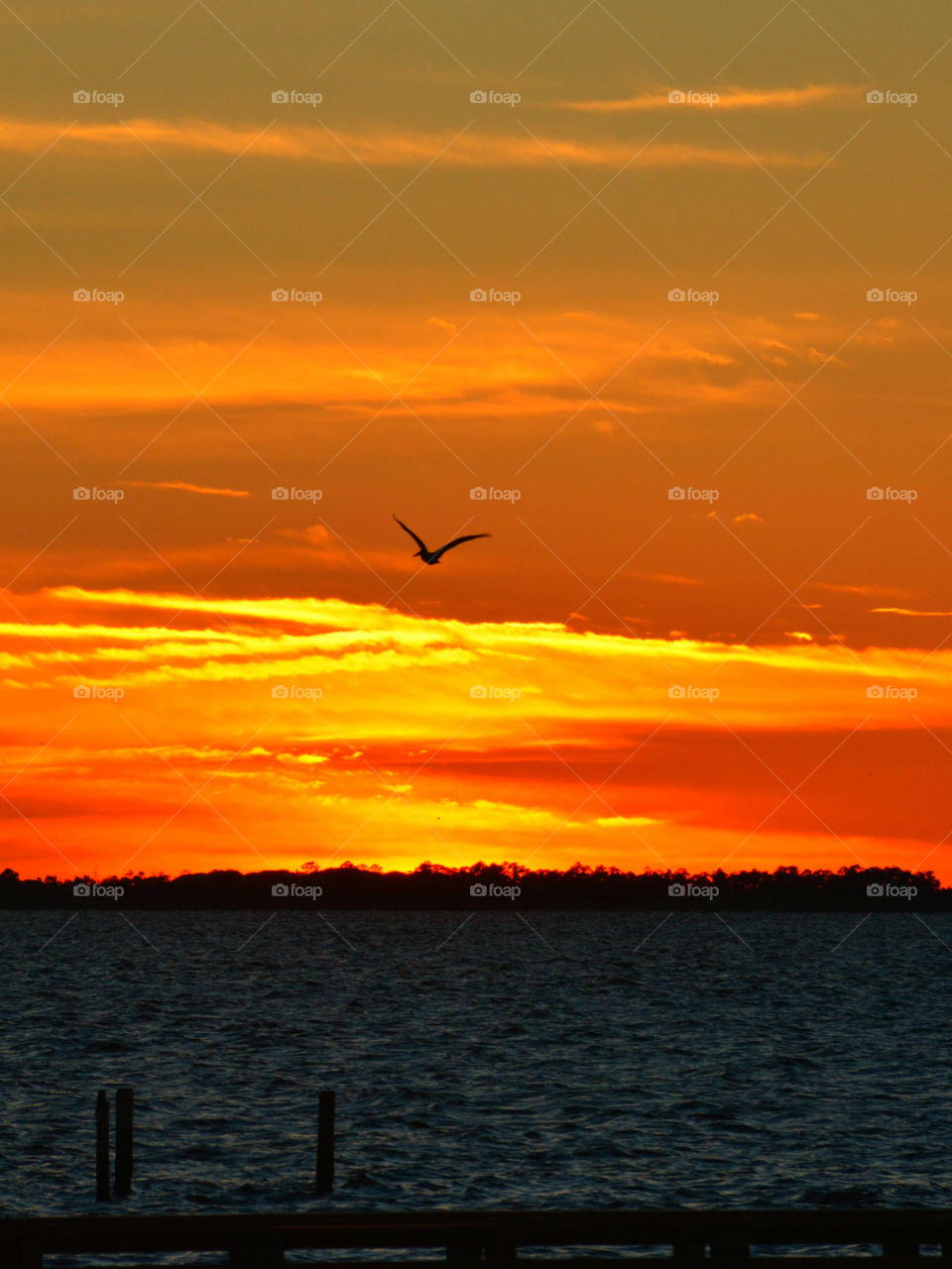 Pelican soaring in the sunset!
A bird flies over the Choctawhatchee Bay in the shimmering sunset!