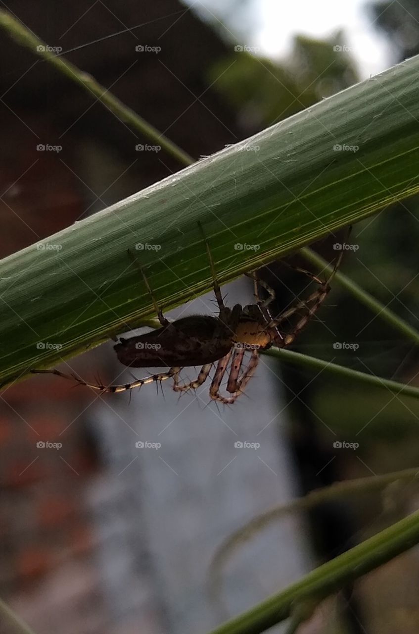 Araña asombrosa captada en finca cafetera de Caldas, Colombia