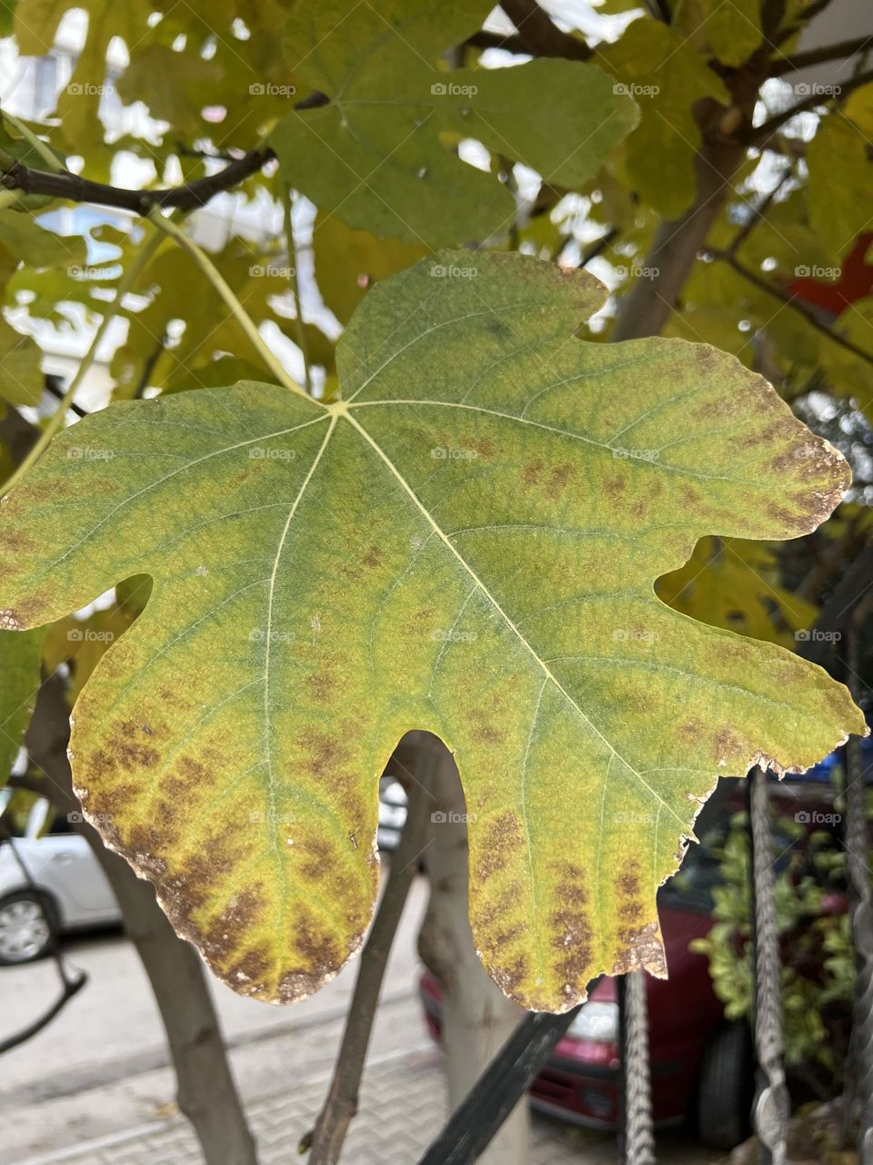 Close-up of a tree leaf
