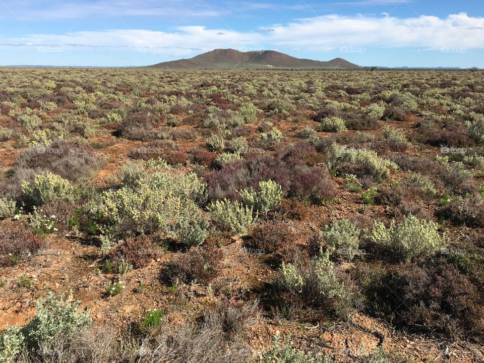 Australian outback bush and mountain after a spring rain