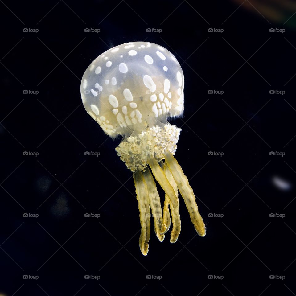 Closeup of a tiny jellyfish