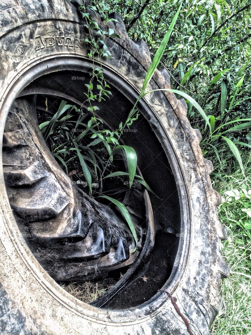 Tire in the bush 